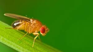 Attēlu rezultāti vaicājumam “Drosophila melanogaster”