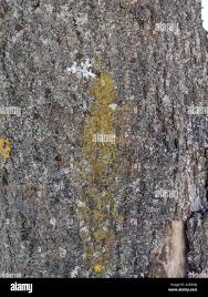 Attēlu rezultāti vaicājumam “Candelariella sp.”