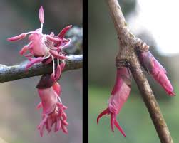 Attēlu rezultāti vaicājumam “Cercidiphyllum japonicum fruit”
