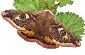 Attēlu rezultāti vaicājumam “Pediasia fascelinella”