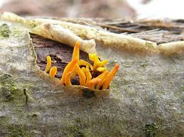Attēlu rezultāti vaicājumam “Calocera glossoides”