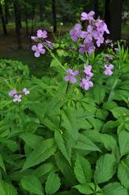 Attēlu rezultāti vaicājumam “Hesperis matronalis bud”