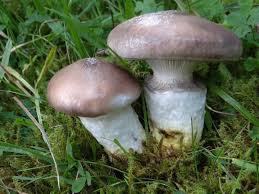 Attēlu rezultāti vaicājumam “Gomphidius glutinosus”