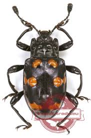 Attēlu rezultāti vaicājumam “Endomychidae”