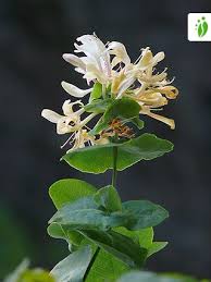 Attēlu rezultāti vaicājumam “Lonicera caprifolium”