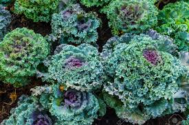 Attēlu rezultāti vaicājumam “Cruciferae”