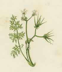 Attēlu rezultāti vaicājumam “Callitriche verna flower”