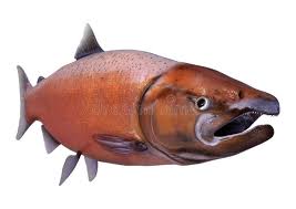 Image result for Oncorhynchus tshawytscha