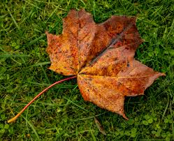 Attēlu rezultāti vaicājumam “Acer pseudoplatanus leaf”