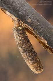 Attēlu rezultāti vaicājumam “Potamophylax”