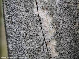 Attēlu rezultāti vaicājumam “Calicium salicinum”