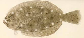 Image result for Paralichthys albigutta