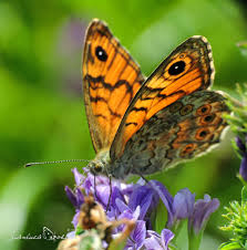 Attēlu rezultāti vaicājumam “Lasiommata megera underside”