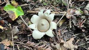 Attēlu rezultāti vaicājumam “Geastrum fimbriatum”