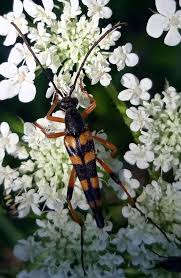 Attēlu rezultāti vaicājumam “Strangalia attenuata”