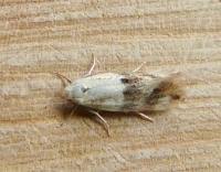 Attēlu rezultāti vaicājumam “Elachista maculicerusella”