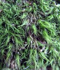 Attēlu rezultāti vaicājumam “Dicranum viride”