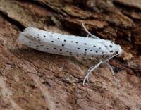Attēlu rezultāti vaicājumam “Yponomeuta evonymella”
