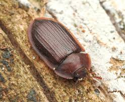 Attēlu rezultāti vaicājumam “Peltis grossa”