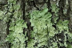 Attēlu rezultāti vaicājumam “Flavoparmelia caperata”