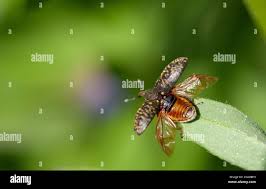 Attēlu rezultāti vaicājumam “Larinus sp.”