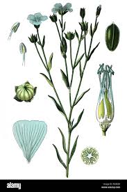 Attēlu rezultāti vaicājumam “Linum usitatissimum leaf”