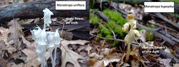 Attēlu rezultāti vaicājumam “Monotropa hypopitys”