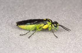 Attēlu rezultāti vaicājumam “Rhogogaster picta”