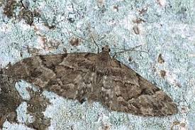 Attēlu rezultāti vaicājumam “Eupithecia lanceata”