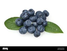 Attēlu rezultāti vaicājumam “Vaccinium myrtillus fruit”