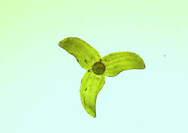 Attēlu rezultāti vaicājumam “Elodea canadensis leaf”