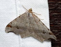 Attēlu rezultāti vaicājumam “Macaria alternata”