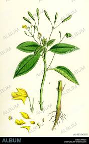 Attēlu rezultāti vaicājumam “Impatiens parviflora”