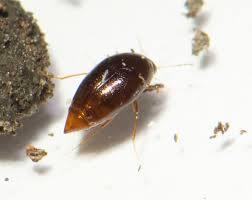 Attēlu rezultāti vaicājumam “Scaphisoma sp.”