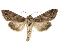 Attēlu rezultāti vaicājumam “Cucullia fraudatrix”