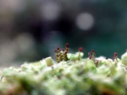 Attēlu rezultāti vaicājumam “Anastrophyllum hellerianum”