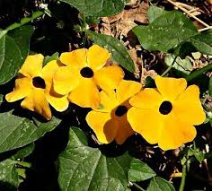Image result for Thunbergia alata