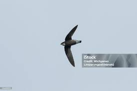 Image result for Hirundapus caudacutus