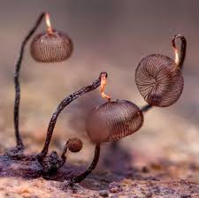 Attēlu rezultāti vaicājumam “Clastoderma debaryanum macro”