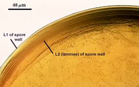 Attēlu rezultāti vaicājumam “Physarum decipiens spores”