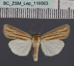 Attēlu rezultāti vaicājumam “Mythimna sp.”