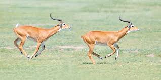 Attēlu rezultāti vaicājumam “Artiodactyla”