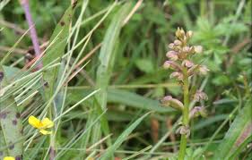 Attēlu rezultāti vaicājumam “Coeloglossum viride flower”