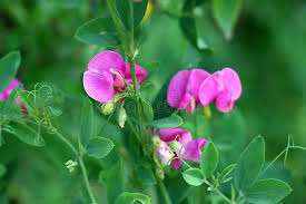 Attēlu rezultāti vaicājumam “Lathyrus tuberosus flower”