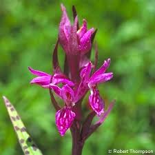 Attēlu rezultāti vaicājumam “Dactylorhiza”