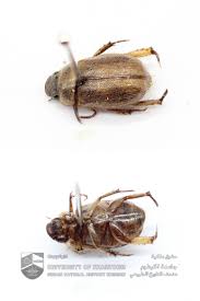 Attēlu rezultāti vaicājumam “Scarabaeidae”