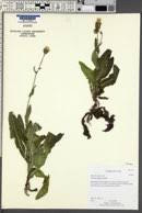 Attēlu rezultāti vaicājumam “Sonchus arvensis subsp. uliginosus fruit”