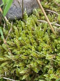 Attēlu rezultāti vaicājumam “Calliergonella lindbergii”