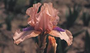 Attēlu rezultāti vaicājumam “Iris rosenbachiana flower”