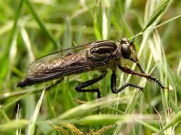 Attēlu rezultāti vaicājumam “Asilidae”